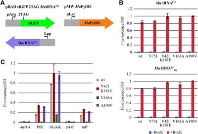 Directed Evolution of Methanomethylophilus alvus Pyrrolysyl-tRNA Synthetase Generates a Hyperactive and Highly Selective Variant